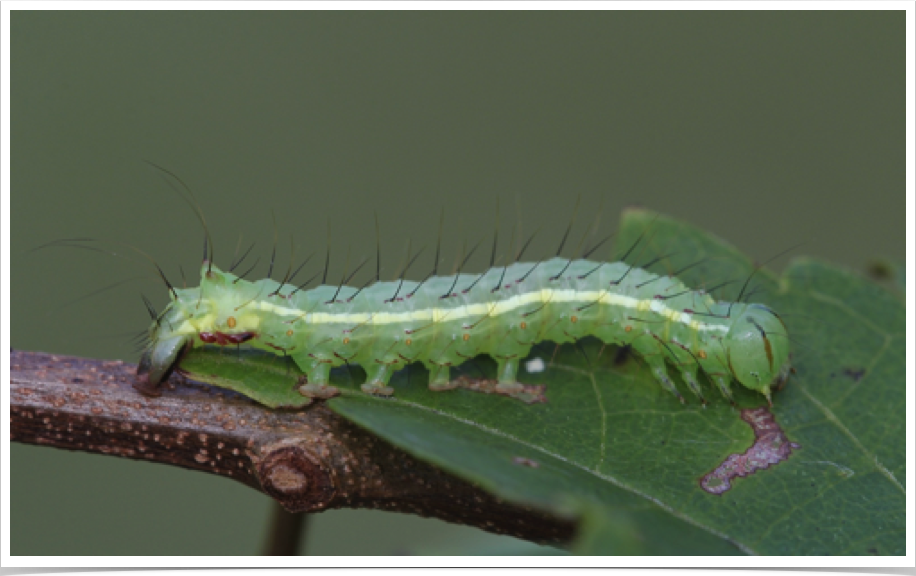 Cerma cerintha
Tufted Bird-dropping Moth (Cherry Agate, early instar)
Macon County, Alabama